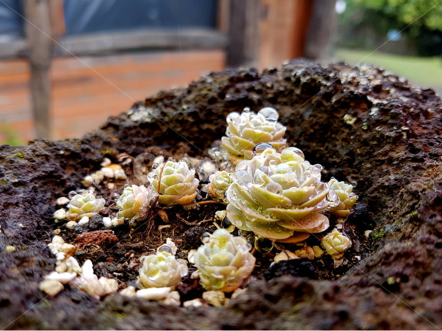 제주돌,현무암,제주다육,다육이,물방울,비오는날,비오는풍경,식물,자연,plants,nature,비,비오는날,rain,rainy