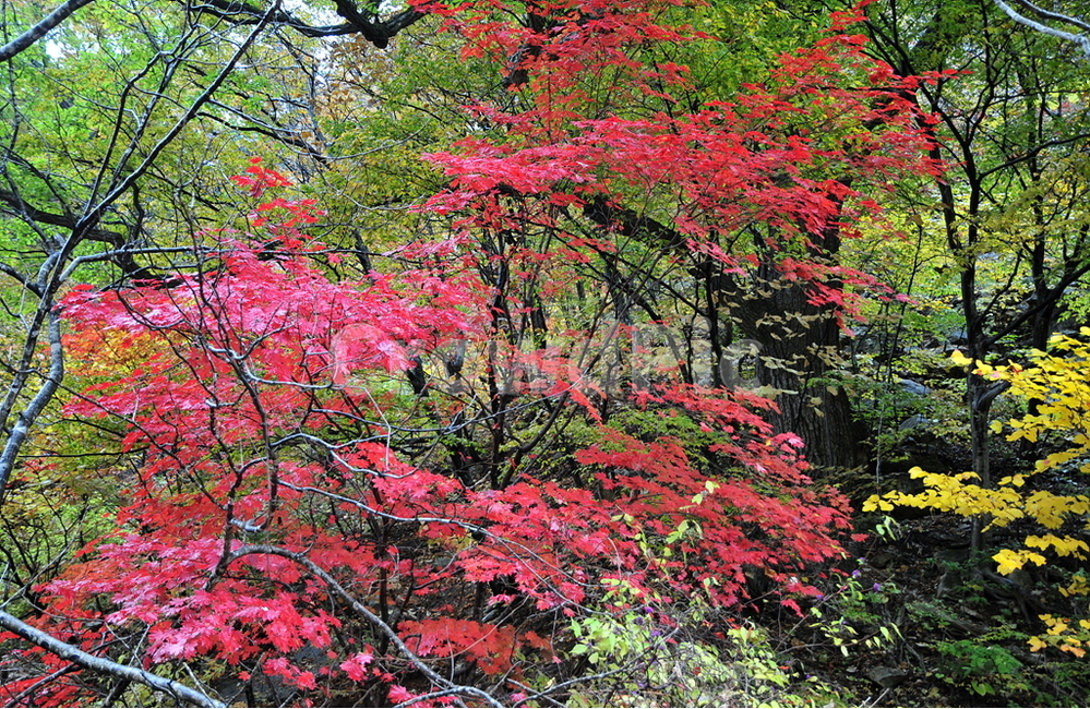 설악산,천불동,단풍,가을,천불동계곡,가을,계절,fall,autumn,season,자연,풍경,nature,landscape,tree,나무,maple,plant,식물,leaf,잎