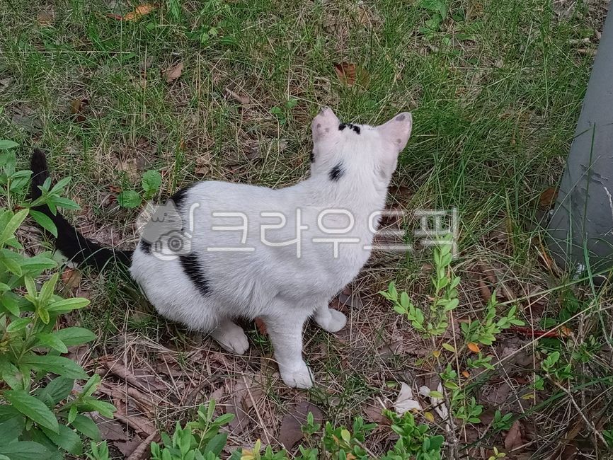 native cat,alleycat,back,tabby cat,cute,Korean Shorthair,stray cat,mammal,cat,nose short,Back,animal,straycat,mammalia