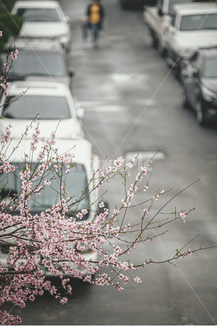 봄,제주,제주도,전농로,벚꽃,벚나무,만개,행인,도시,길,연등,plant,식물,flower,꽃,blossom,골목길