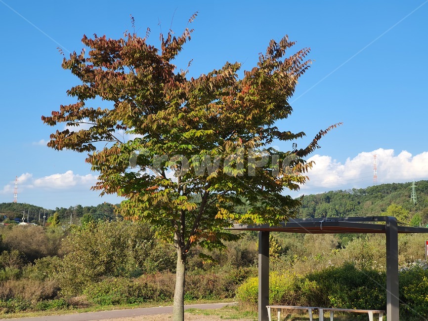 자연,nature,나무,밴치,tree,plant,식물
