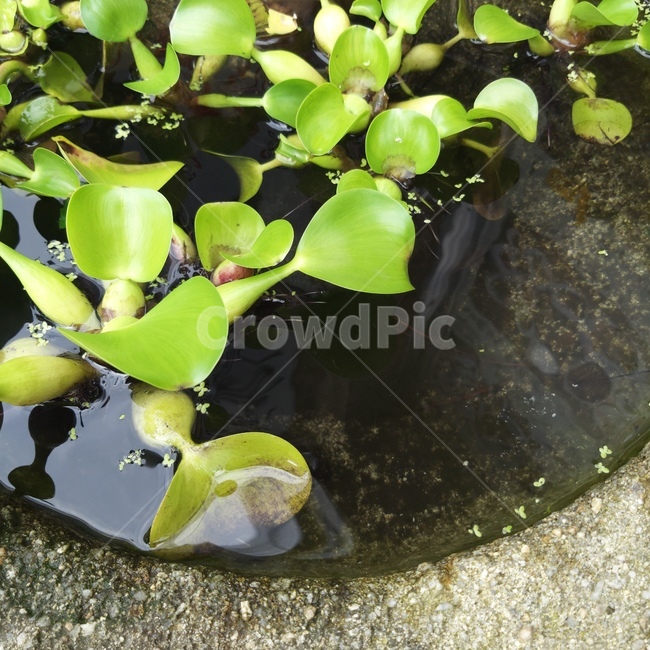 plant,식물,돌화분,느낌,물,식물,자연,plants,nature