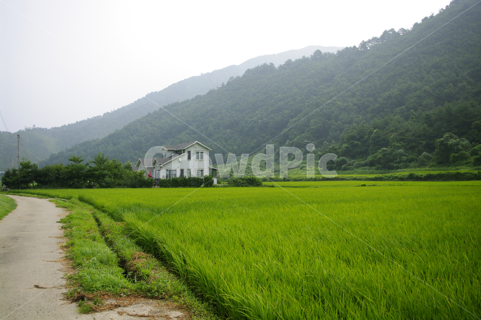 농촌,길,시골,논,식물,plant,풍경,초록,자연,풍경,nature,landscape,grassland,목초지,field,들,outdoors,옥외,paddy field,패디 필드