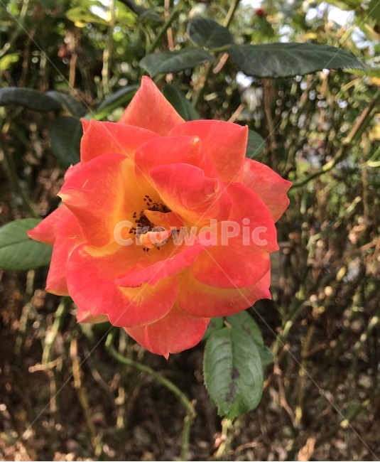 flower,플라워,꽃,자연,식물,식물,자연,plants,nature,꽃,flower