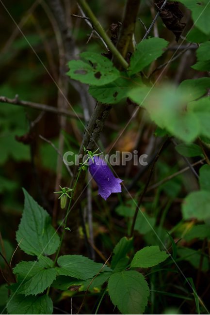 금강초롱꽃,야생화,식물,자연,꽃,생태,힐링,플라워,wildflower,flower,plants,nature,season,감성,느낌,emotion,feeling,여름,여러해살이풀,초롱꽃과,금강초록꽃속,자주색,식물,자연,plants,nature,꽃,flower