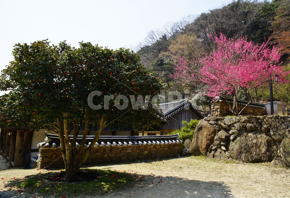 천은사,홍매화,사찰,봄,구례,봄,계절,spring,season,한국전통,한국문화,korean traditional,korean culture,건축물,건물외관,exterior,building,structure,architecture,construction,plant,식물
