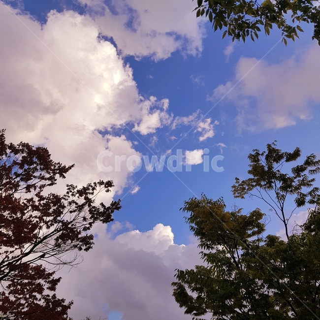 nature,자연,weather,날씨,sky,구름,cloud,옥외,outdoors,하늘,cumulus,autumn,적운