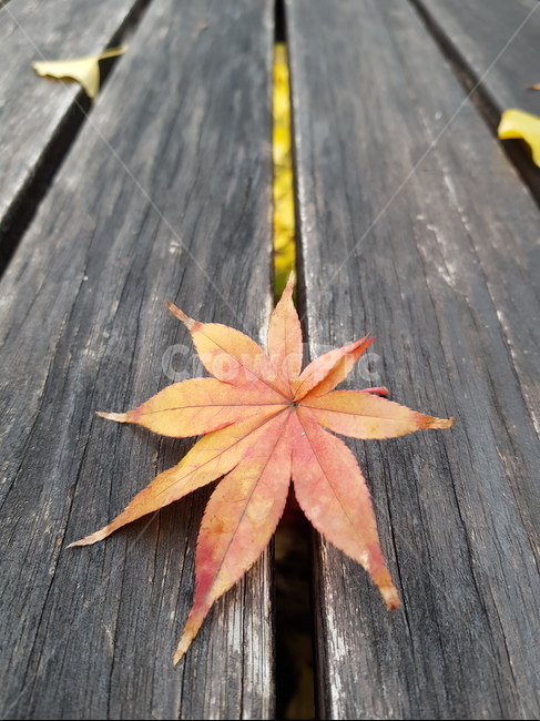 낙엽,식물,단풍잎,감성,tree