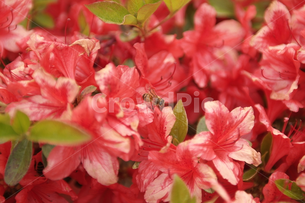 꽃,꿀벌,벌,곤충,감성,색감,컬러,색깔,color,plants,식물,자연,접사,nature,flower