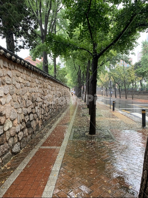 덕수궁돌담길,돌담길,비,비오는날,자연