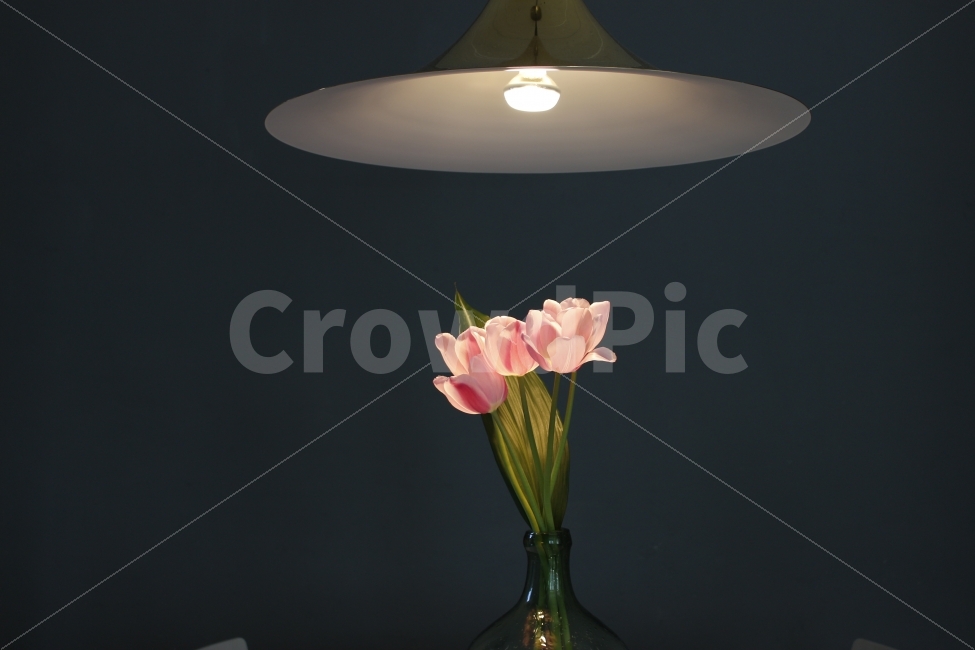 꽃,화분,조명,카페,맛집,인테리어,핫플레이스,감성,flower,cafe,interior,spotlight,식물,자연,plants,nature,인테리어,실내디자인,interior design,감성,sensible,feeling,꽃,flower