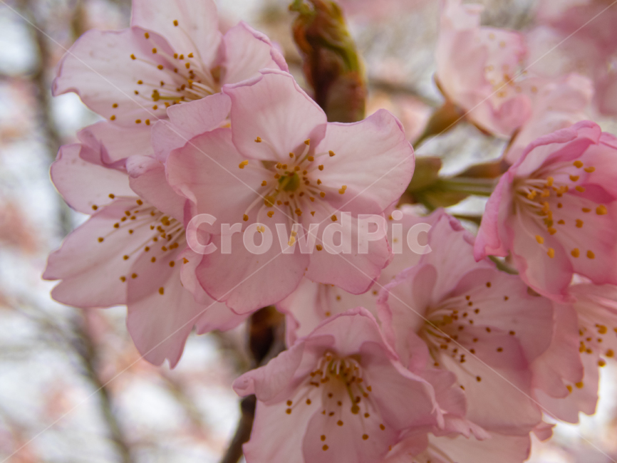 봄,벚꽃,분홍,spring,cherry,blossom,pink