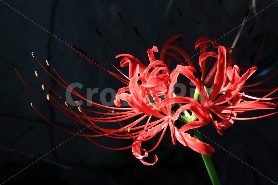 꽃,꽃무릇,상사화,프로덕션명주,가을,김명주,식물,자연,plants,nature,꽃,flower