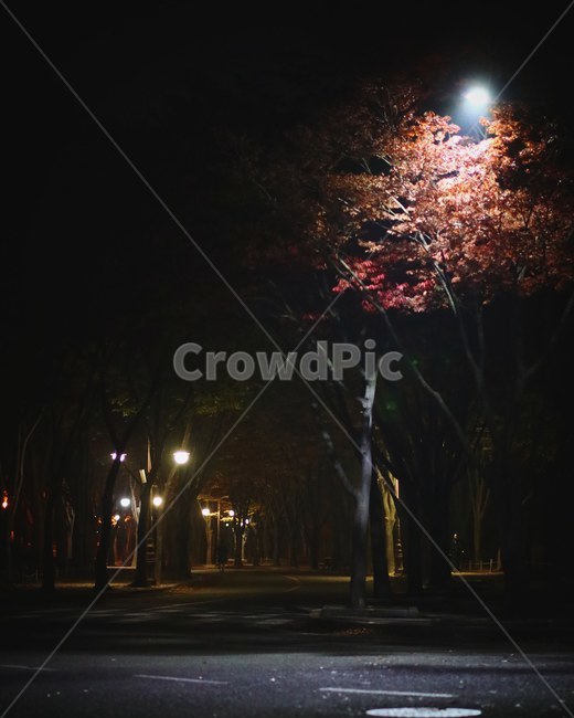 저녁,조명,빛,light,가을,가로등,쓸쓸함,단풍,길,고독함,쌀쌀함,저녁단풍