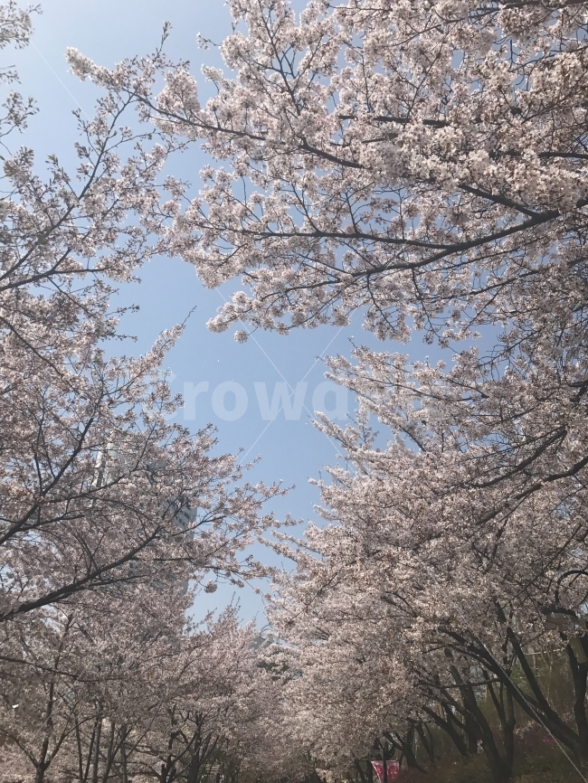봄,풍경,벚꽃,벚꽃놀이,하늘,자연,풍경,nature,landscape,봄,계절,spring,season,plant,식물,blossom,꽃,flower,cherry blossom