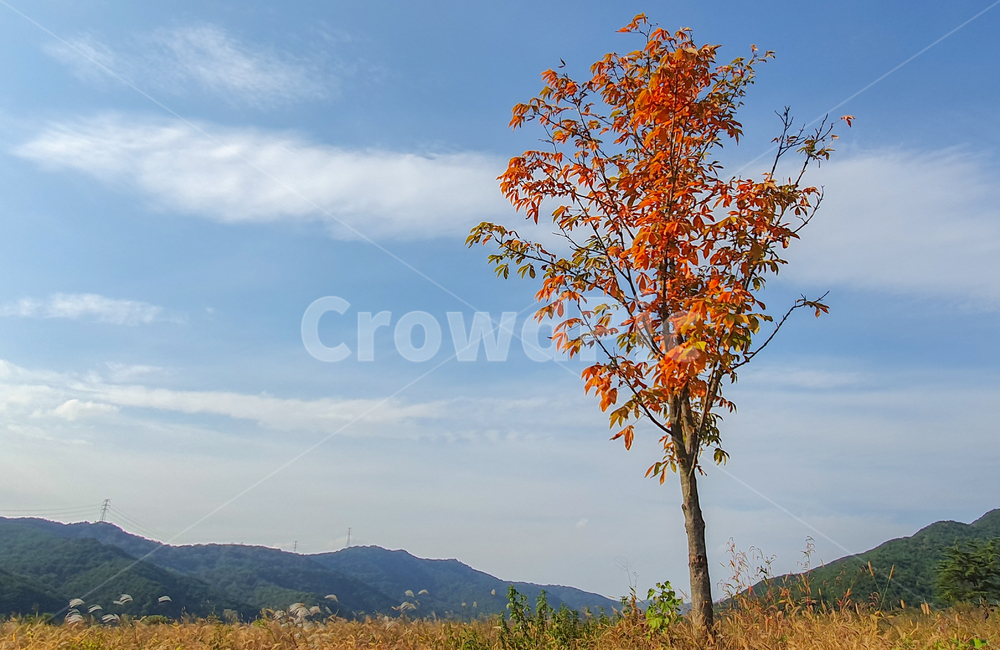 tree,나무,plant,식물,nature,목초지,grassland,들,field,자연,outdoors,옥외,하늘,풍경,가을,계절,가을,계절,fall,autumn,season,자연,풍경,nature,landscape
