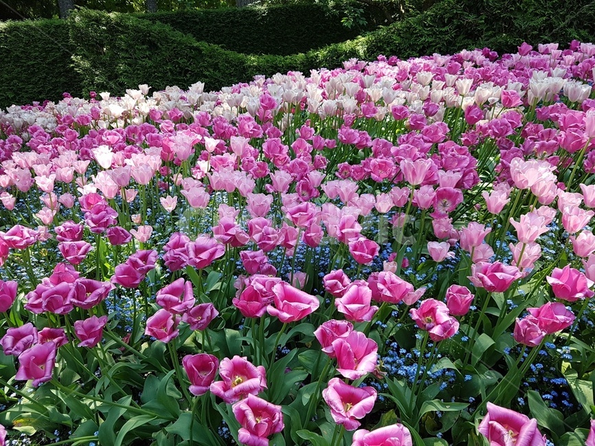 숲속,나무,가든,정원,꽃,봄,여름,식물,자연,plants,nature,꽃,flower