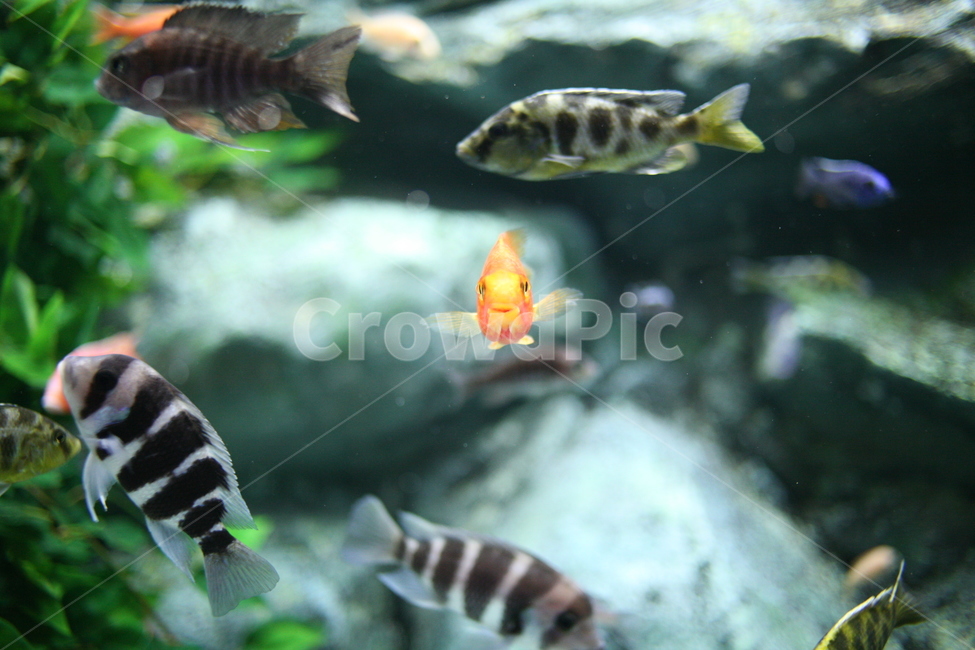 fish,물고기,animal,동물,수조,바다