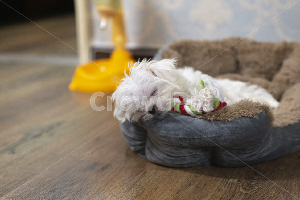 개,강아지,말티즈,반려견,애견,흰색강아지,어린강아지,하얀반려견,귀여운강아지,새끼반려견,새끼강아지,잠자는강아지,잠자는반려견,잠자는말티즈,동물,animal,포유류,mammal,개,강아지,dog,doggy