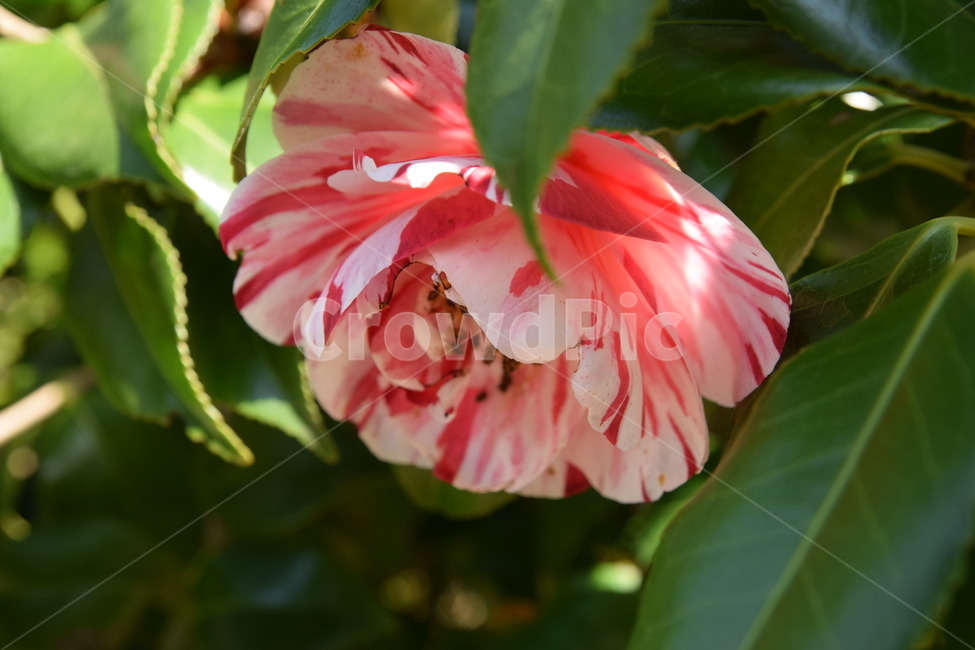 꽃,flower,봄,개화,꽃봉오리,식물,자연,plants,nature,꽃,flower