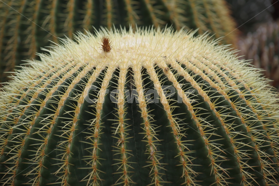 금호선인장,황금술통선인장,선인장,꽃,goldenbarrelcactus