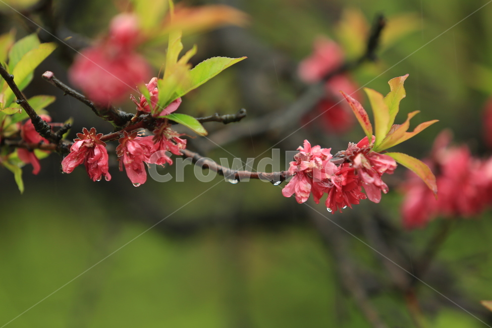 봄비,빗방울,풋풋함,연두,산뜻함,나뭇잎,시원함,봄,식물,자연,plants,nature,꽃,flower