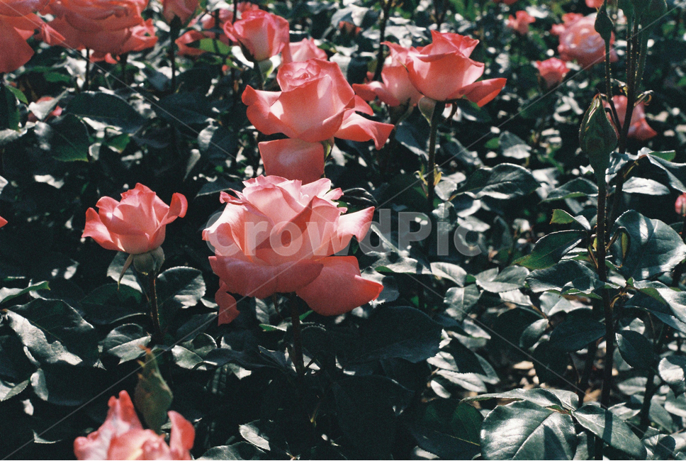 식물,장미,장미꽃,꽃,축제,필름사진,감성,필카,plant,rose,flower,film,식물,자연,plants,nature,꽃,flower,감성,sensible,feeling