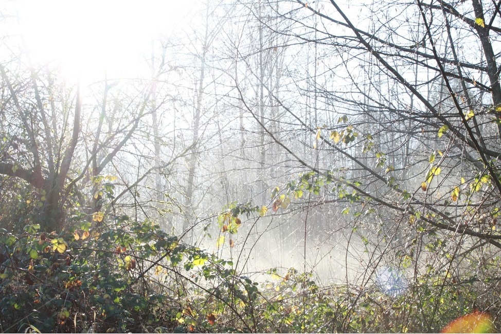 안개,나무,숲,아침,mist,자연,풍경,nature,landscape,식물,plants,나무,trees,wood,휴식,힐링,rest,relaxation,healing,vegetation,초목,plant