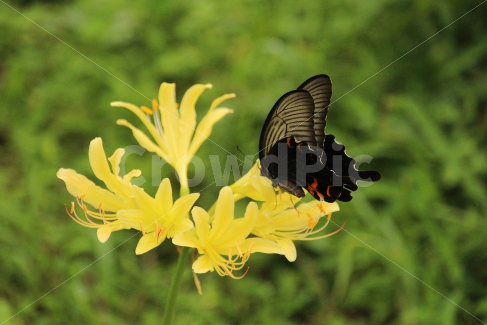 상사화,영광,불갑사,나비,노랑과검정,식물,자연,plants,nature,꽃,flower,동물,animal,곤충,벌레,insect,bug