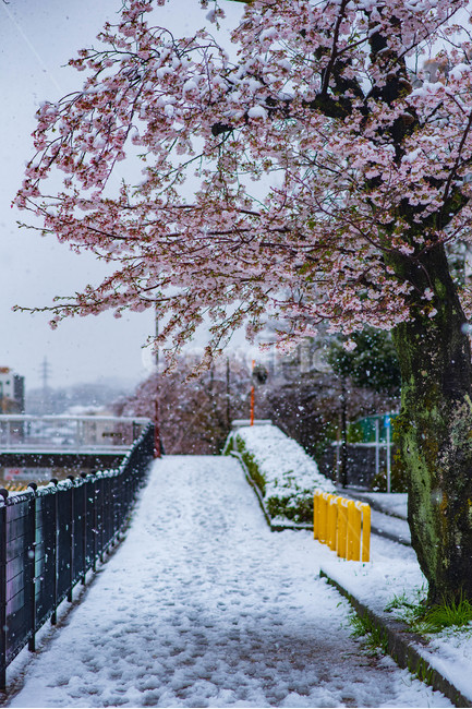 벚꽃,봄,겨울,눈,눈꽃,이상기온,풍경,식물,plant,flower,snow,cherryblossom,bossom,winter,spring,벚꽃길