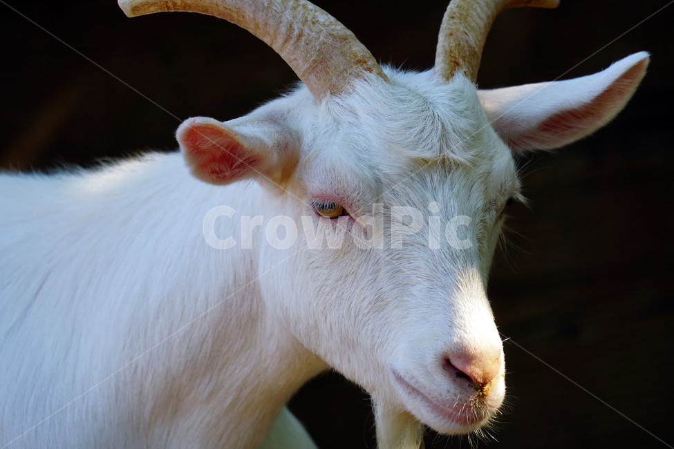 염소,동물,포유류,초식동물,자연,animal,nature,capra,가축,얼굴,동물,animal,포유류,mammal
