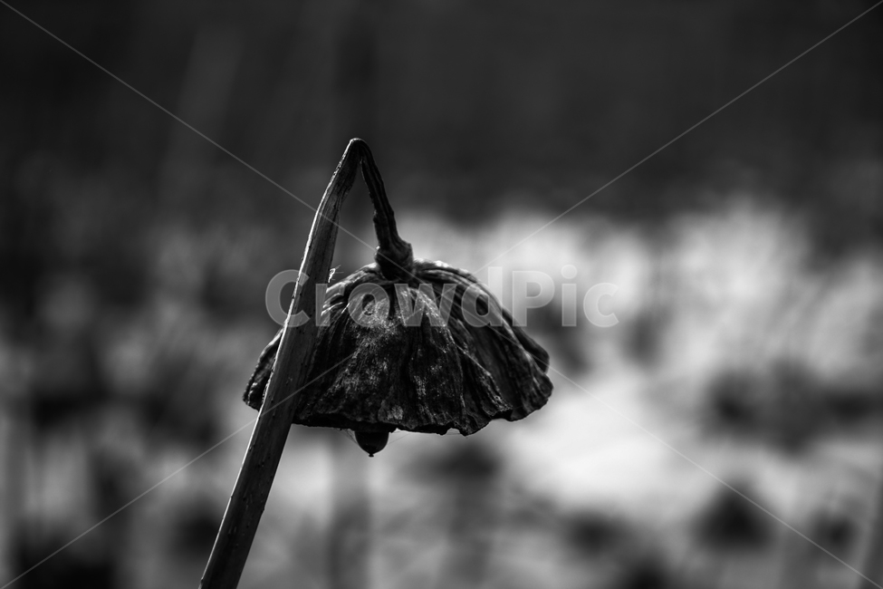 연,연씨방,연밥,연밭,겨울,식물,계절,감성,식물,자연,plants,nature,흑백,모노톤,monochrome,black and white