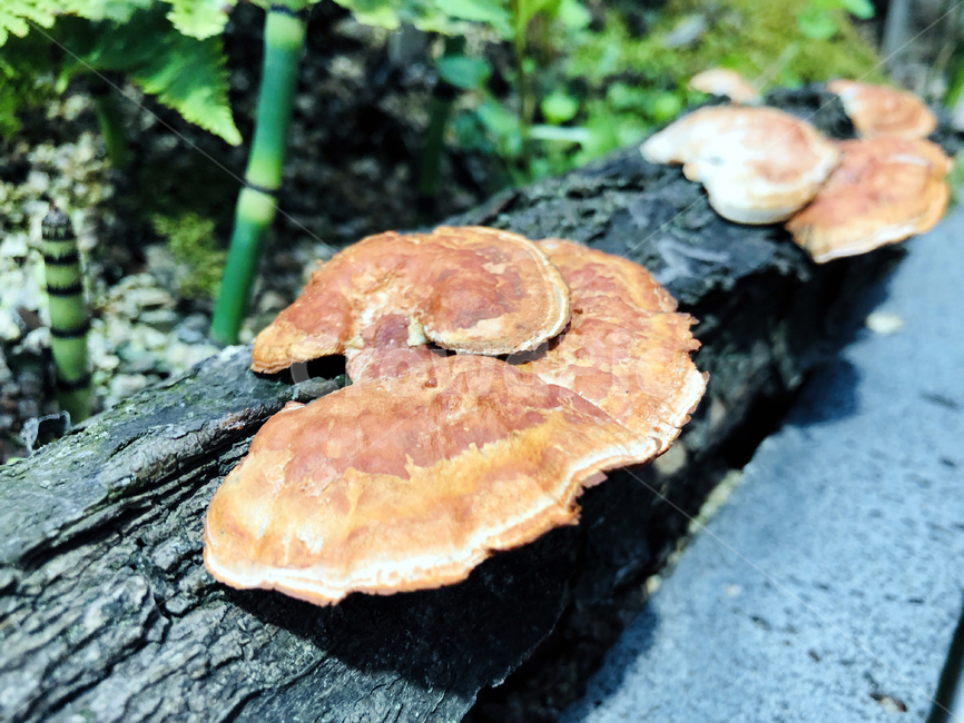 버섯,영지버섯,mushroom,lingzhimushroom,greenmushroom,ganodermatsugae,버섯,mushroom