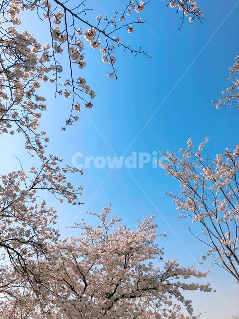 하늘,구름,벚꽃,cherryblossom,분홍,차분함,평화로움