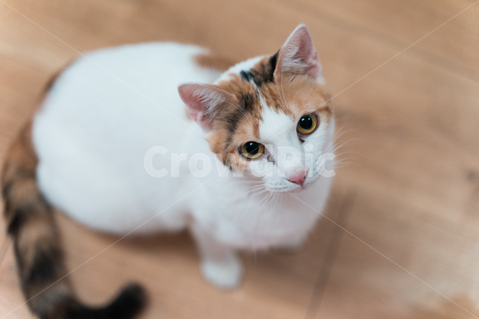 고양이,냥이,집사,시크,감성,동물,animal,포유류,mammal,고양이,cat,kitten,kitty