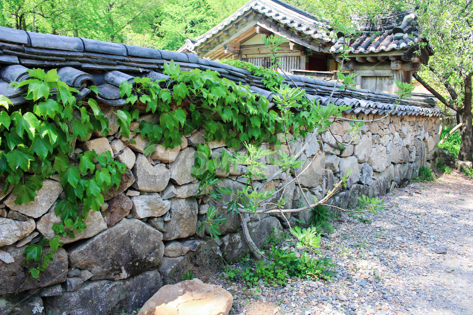 덩쿨,garden,여름,한옥마을,담장,한옥,궁,palace,한국전통,한국문화,koreantraditional,koreanculture,korean,아름다운,햇빛,기와,담쟁이덩쿨,절,temple,기와집,초록색,녹색,green,싱그러운,파릇파릇,푸릇,돌담,돌담길,한국전통,한국문화,korean traditional,korean culture
