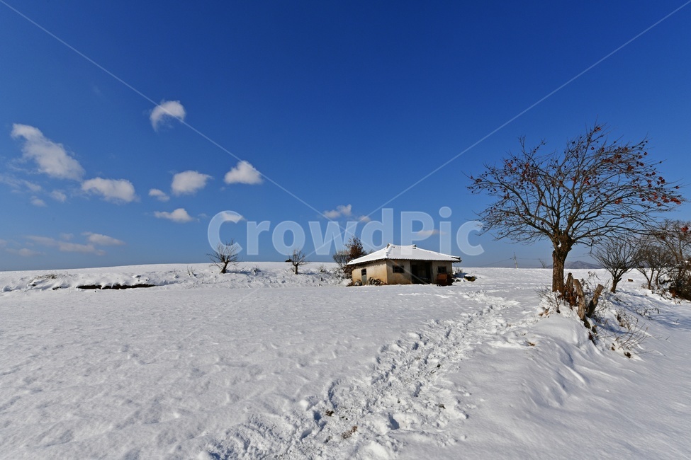tree,나무,plant,식물,vegetation,초목,자연,outdoors,옥외,nature,landscape,경치,scenery,풍경,경관,계절,겨울,설경,장성,삼서,외딴집,감나무,감,나루,발자국,구름,하늘,시골,폭설,농촌,농가