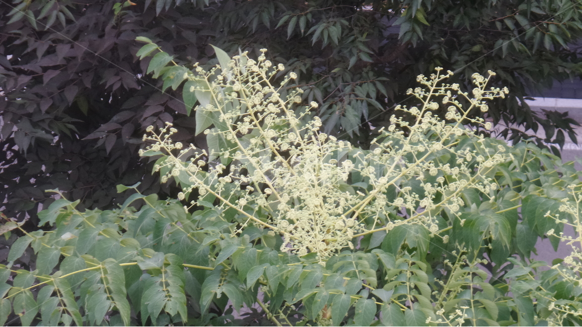 두릅나무,산형화목,낙엽활엽관목,관상용,식물,식물,자연,plants,nature