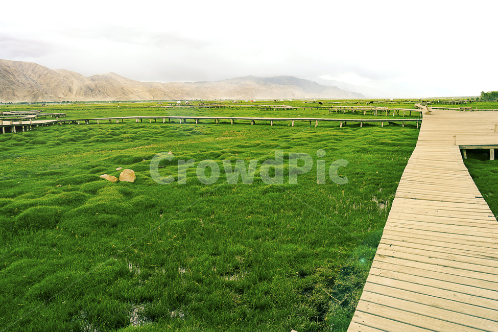 목초지,초록색,초록,잔디,자연,풍경,여름,풀,식물,데크,nature,green,plants,weeds,landscape,summer,season