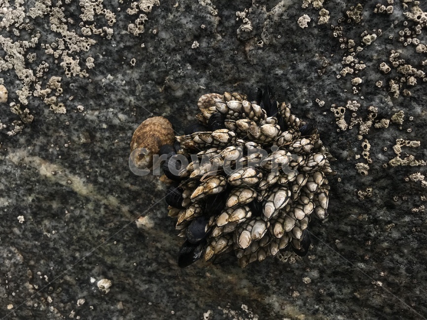 거북손,베니스비치,미국,la바닷가,해산물,자연,갑각류,barnacle