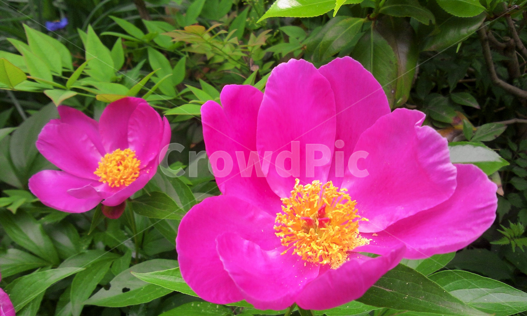 작약꽃,약용식물,한방식물,작약재배,자연감성,식물,자연,plants,nature,꽃,flower