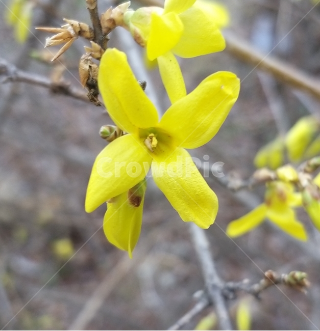 봄꽃,개나리,봄,개나리꽃,봄소식,감성,plant,식물,flower,blossom,petal,꽃잎,꽃