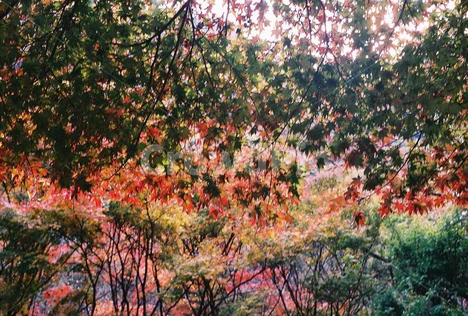 단풍나무,가을,단풍,풍경,내장산,가을,계절,fall,autumn,season,식물,자연,plants,nature,tree,나무,plant,leaf,잎