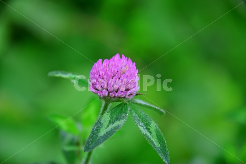 plant,식물,blossom,flower,꽃,엉겅퀴,엉겅퀴꽃,보라색,보라색꽃,식물,자연,plants,nature,꽃,flower