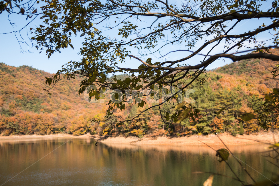 가을,단풍,풍경,산책,등산,산,가을산,가을,계절,fall,autumn,season,식물,자연,plants,nature,water,물,outdoors,옥외,tree,나무,plant