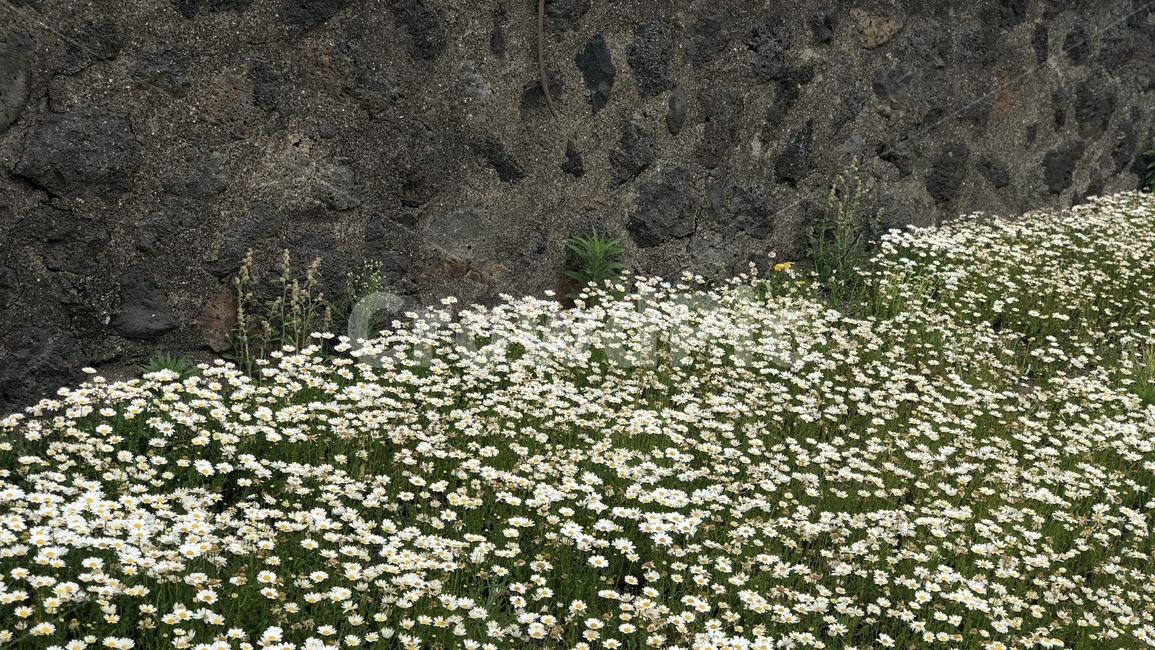 식물,꽃,flower,blossom,plant,담벼락,데이지,돌담,길가,식물,자연,plants,nature,꽃,flower