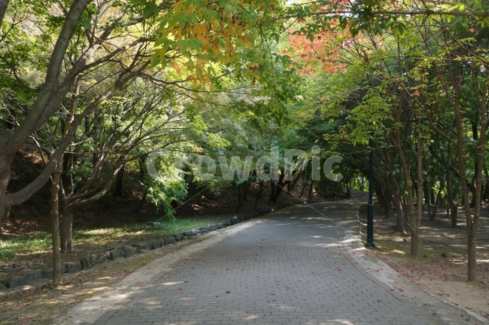 가을,나무,숲길,도로,걷다,산책,단풍,여름과가을사이,가을,계절,fall,autumn,season,자연,풍경,nature,landscape,tree,plant,식물,leaf,잎