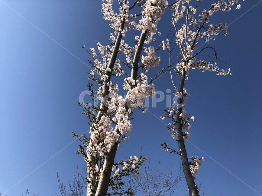 벚꽃,벗꽃,분홍색,화이트,나무,꽃,하늘,구름,white,봄,spring,flower