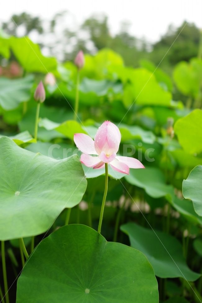 연꽃,연잎,야외,연,비,봉원사,식물,자연,plants,nature,꽃,flower