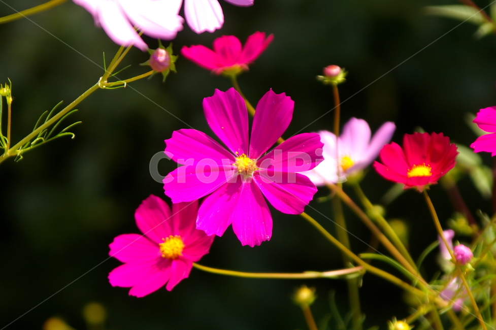 꽃,식물,꽃잎,flower,blossom,코스모스,코스모스꽃,식물,자연,plants,nature,꽃,flower